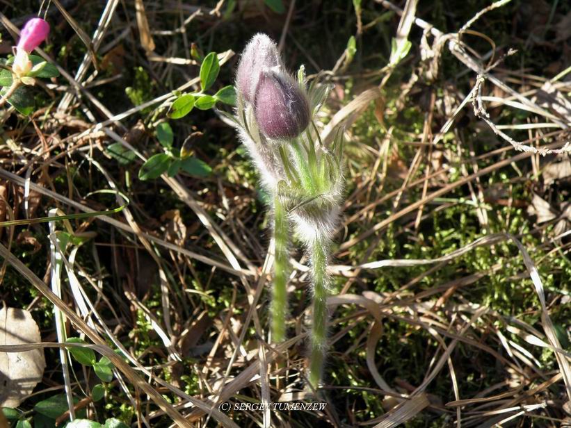 �������� �����