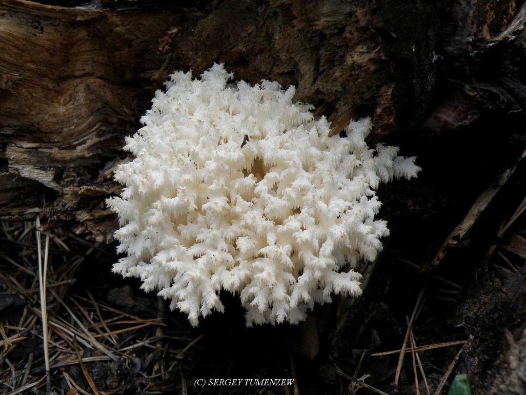   , [Hericium Coralloides]   