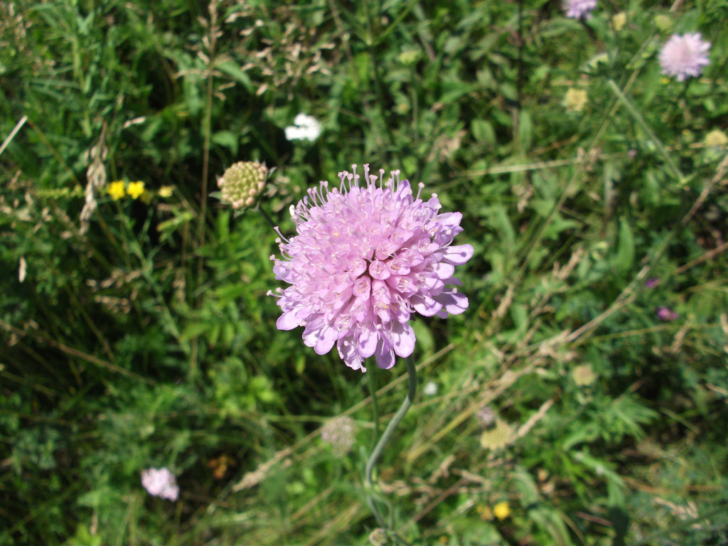   Knautia arvensis