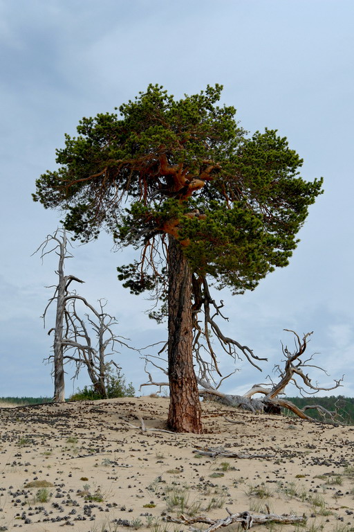 ���� �����.