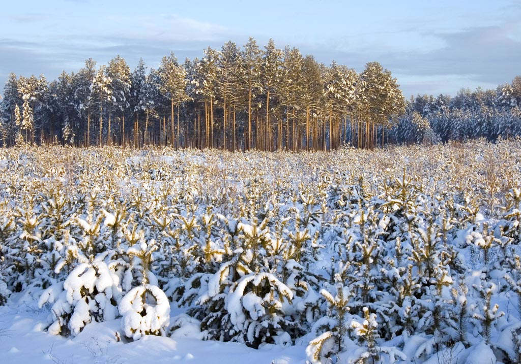 ������ ����