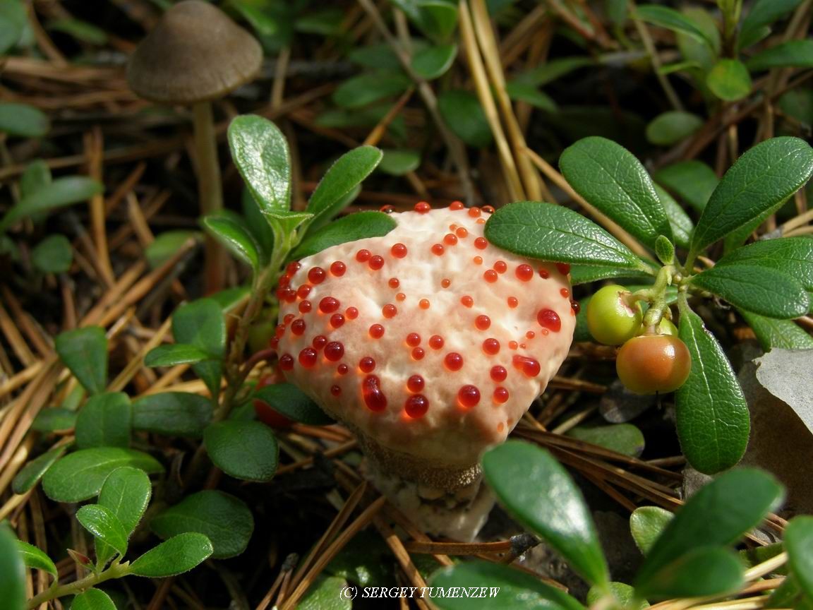 Hydnellum Pekki
