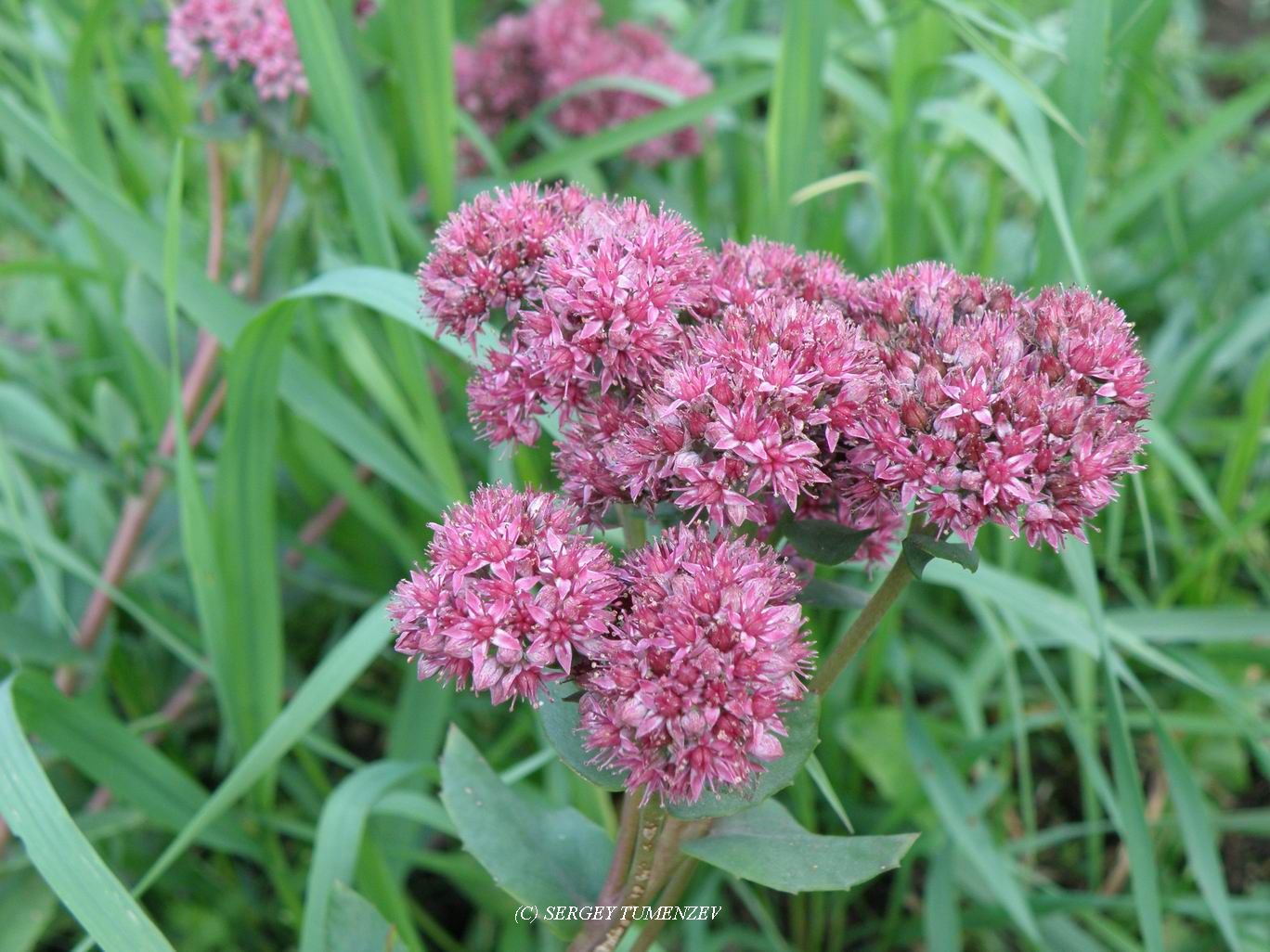 Hylotelephium triphyllum (Haw.) Holub ( Crassulaceae)   ( , ...)