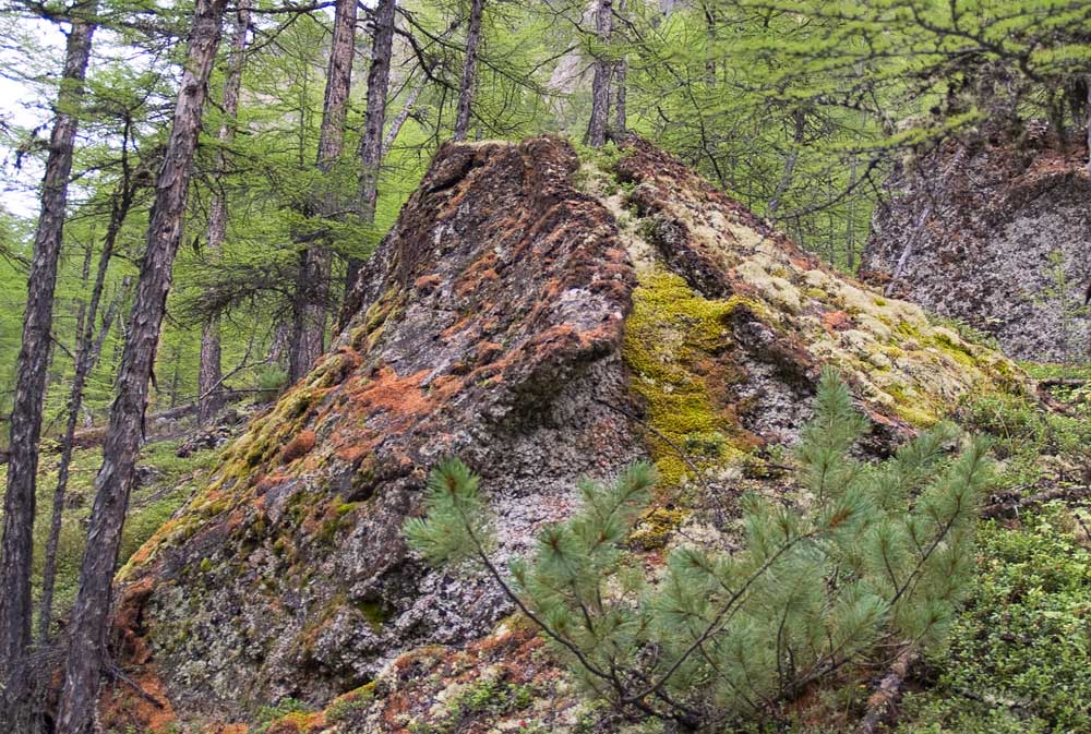 "������"