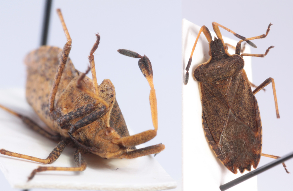   Enoplops sibiricus