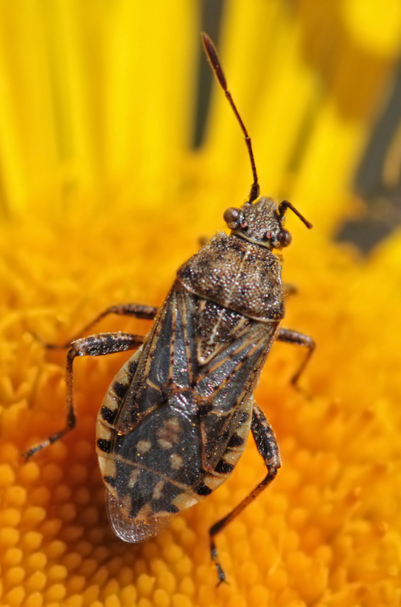 Rhopalidae