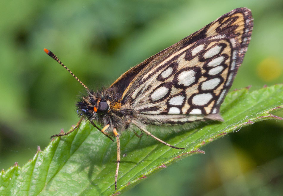   (Heteropterus morpheus)