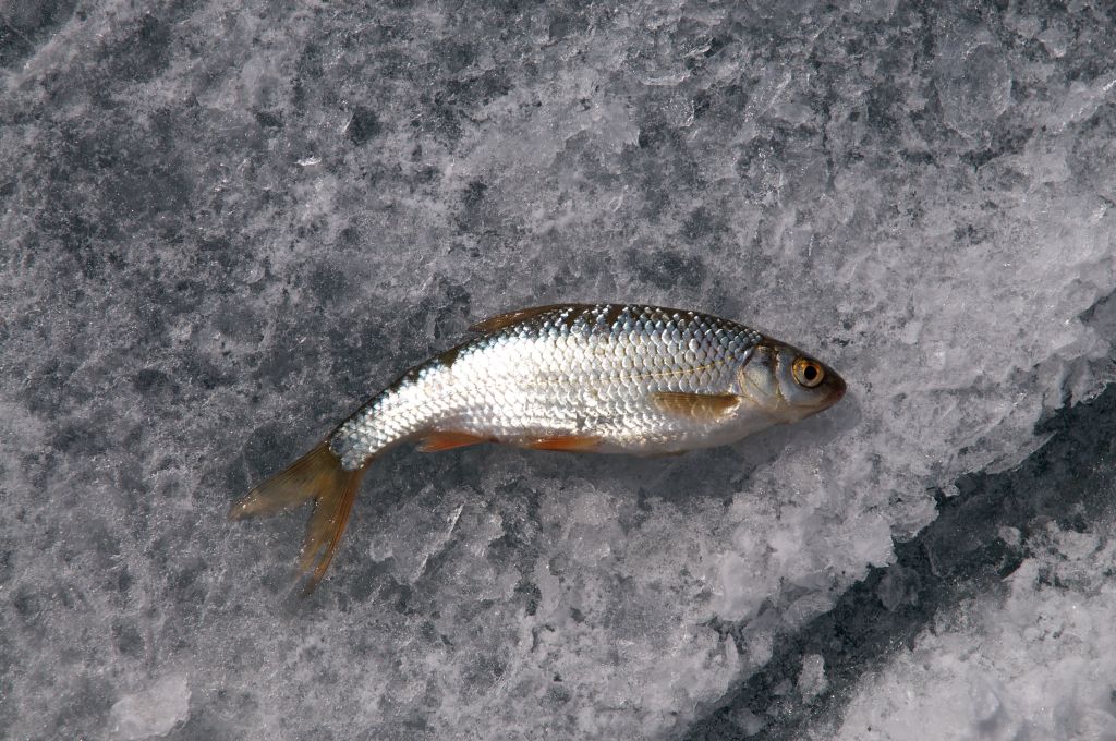   (), Rutilus rutilus lacustris