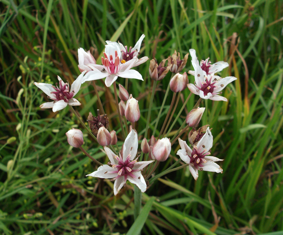 Butomus umbellatus в Шишиловской протоке