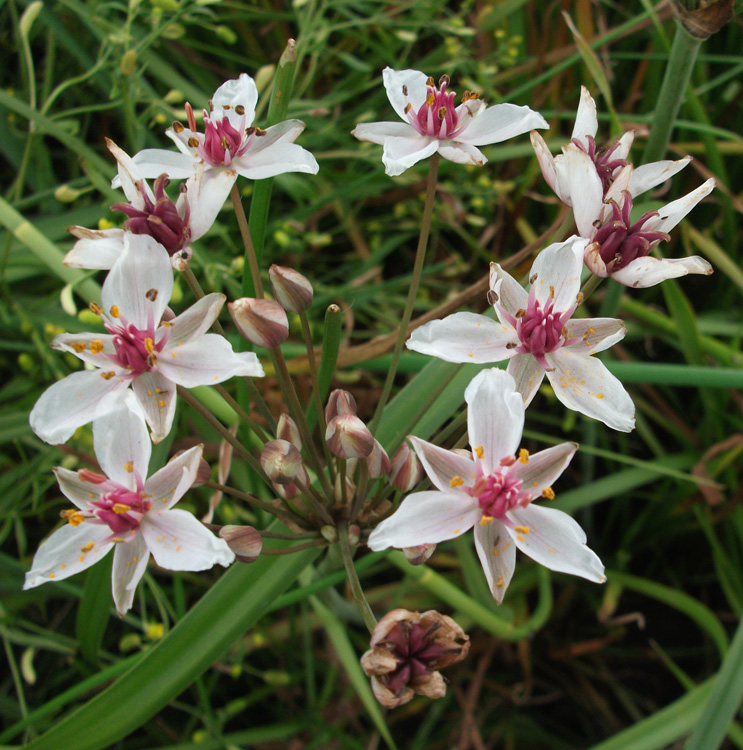 Butomus umbellatus   