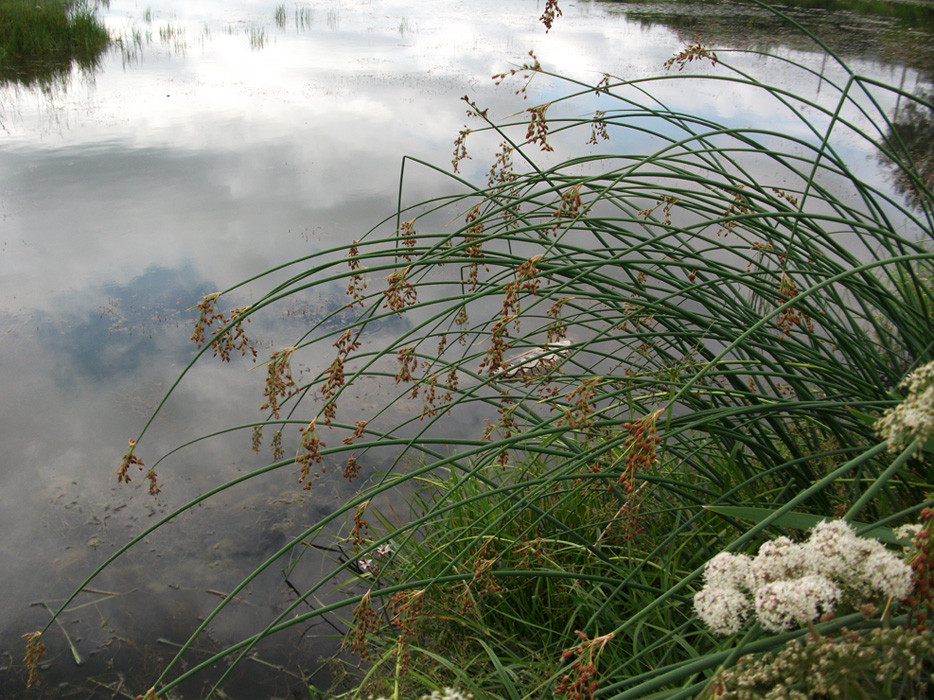   (Scirpus tabernaemontani)