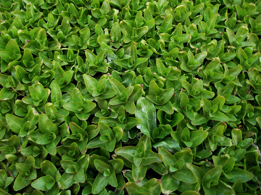   (Veronica anagallis-aquatica)