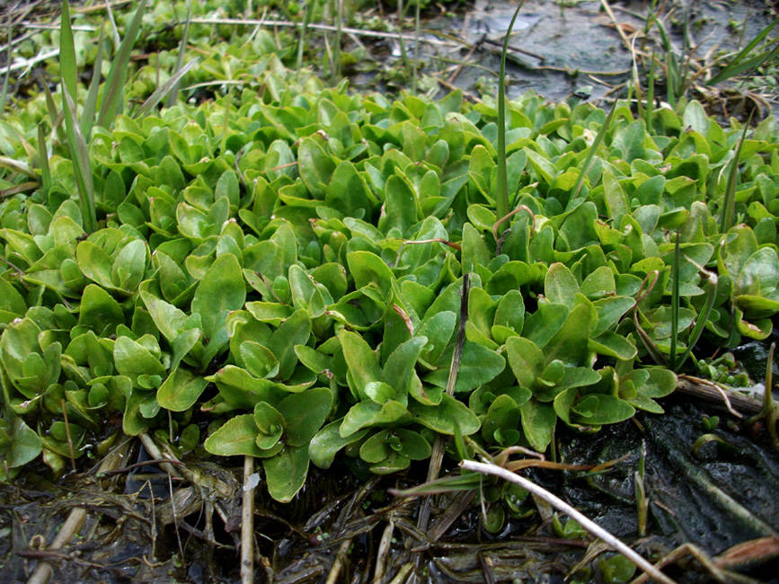   (Veronica anagallis-aquatica)