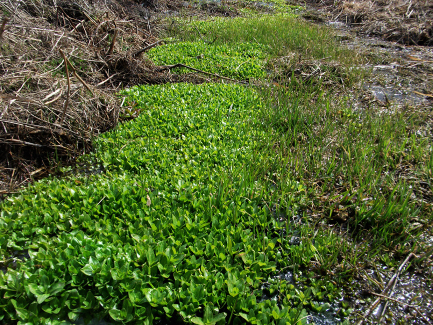   (Veronica anagallis-aquatica)
