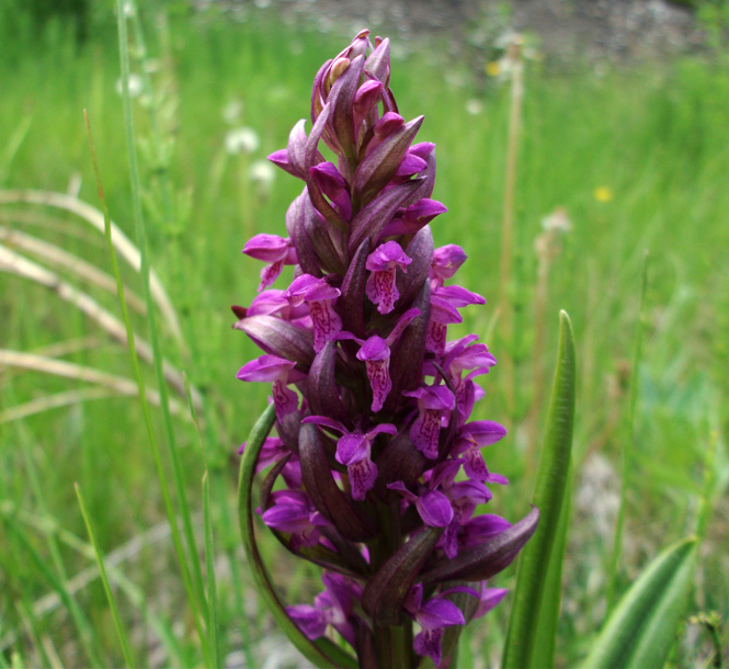 Dactylorhiza incarnata 