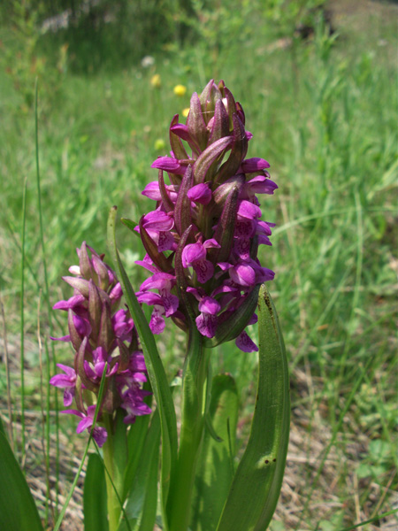 Dactylorhiza incarnata 