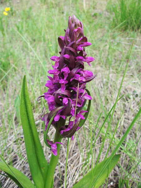 Dactylorhiza incarnata 