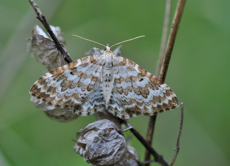  Xanthorhoe deflorata