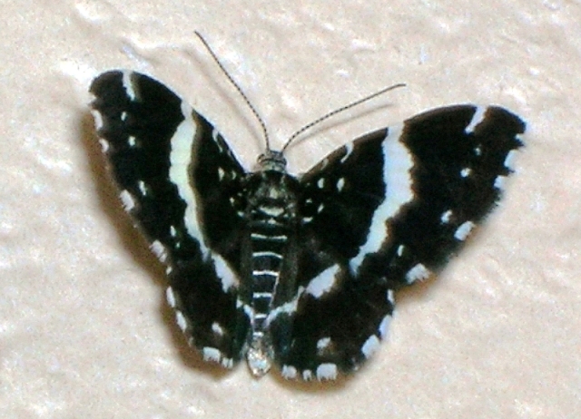  Colostygia corydalaria
