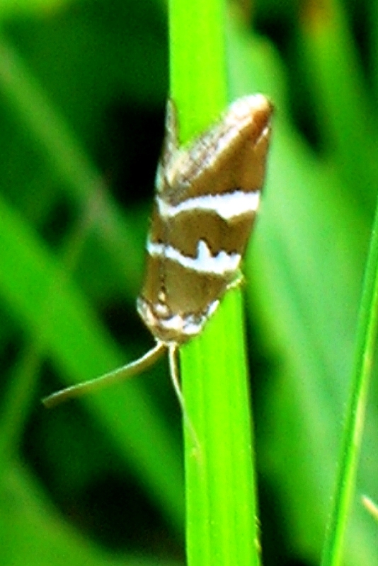   Deltote bankiana