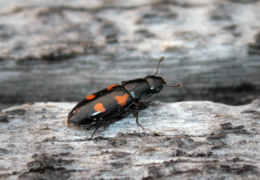   (Glischrochilus quadripunctatus)