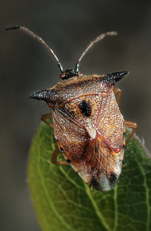   (Elasmucha ferrugata)