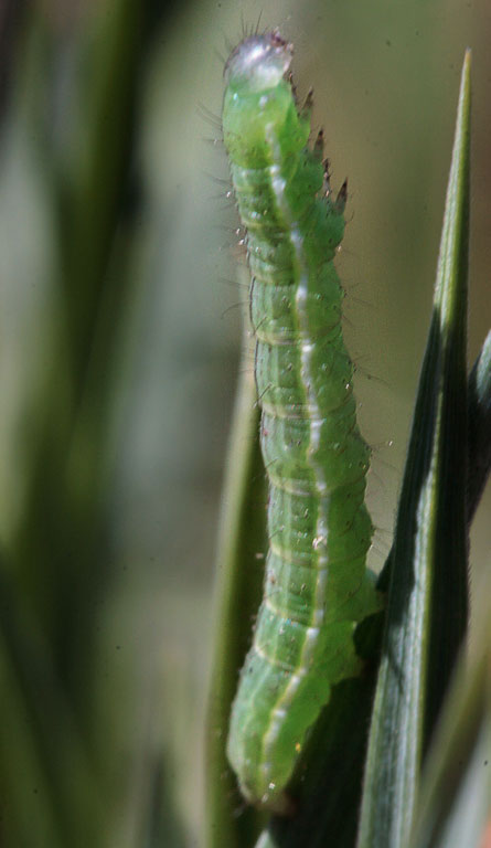   (Diachrysia sp.)
