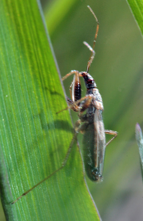 Охотник желтокаемчатый (Nabis flavomarginatus)