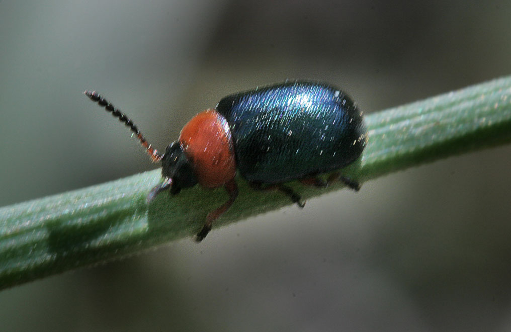   (Gastrophysa polygoni)