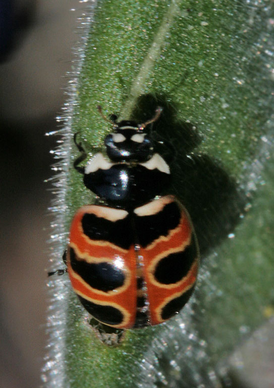   (Coccinella trifasciata)