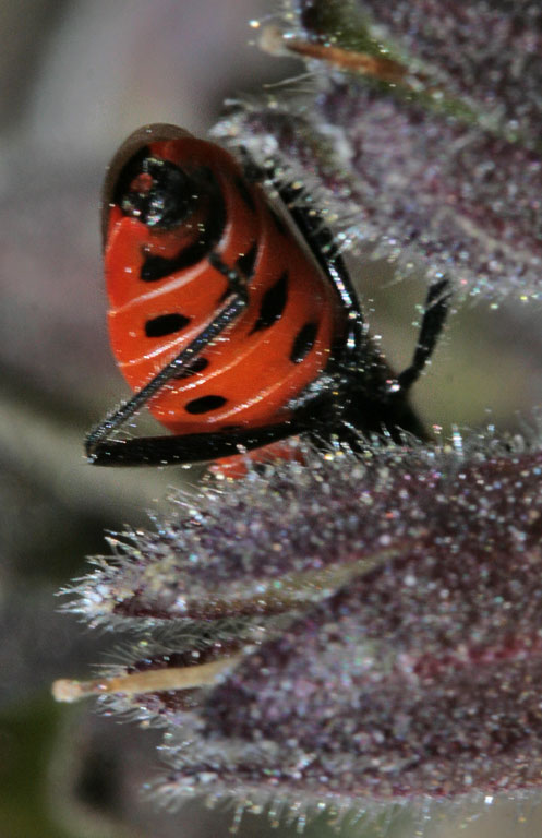   (Corizus hyoscyami hyoscyami)
