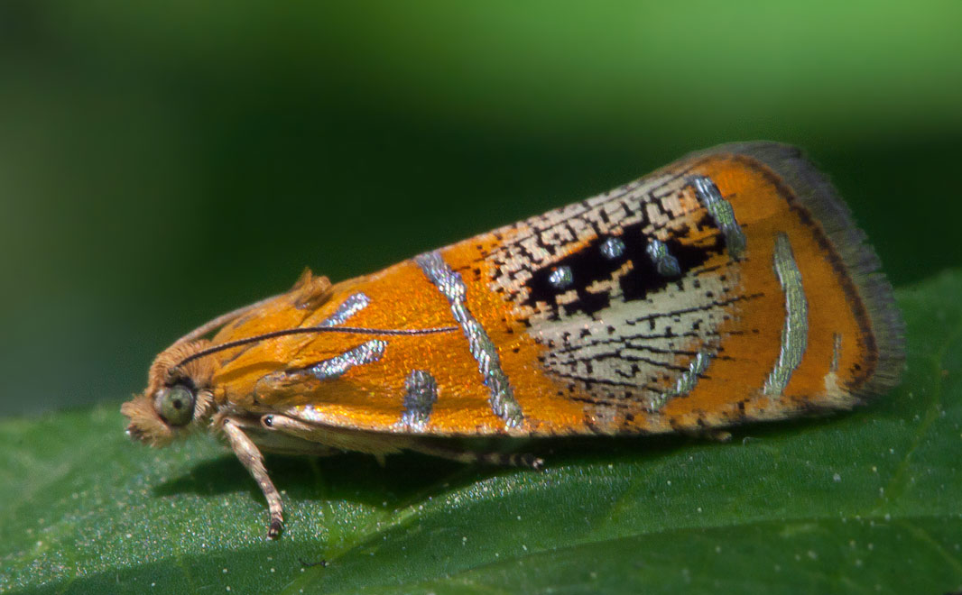 Olethreutes captiosana