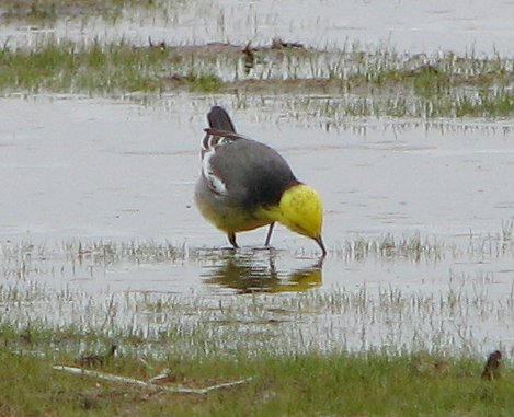 Проба воды