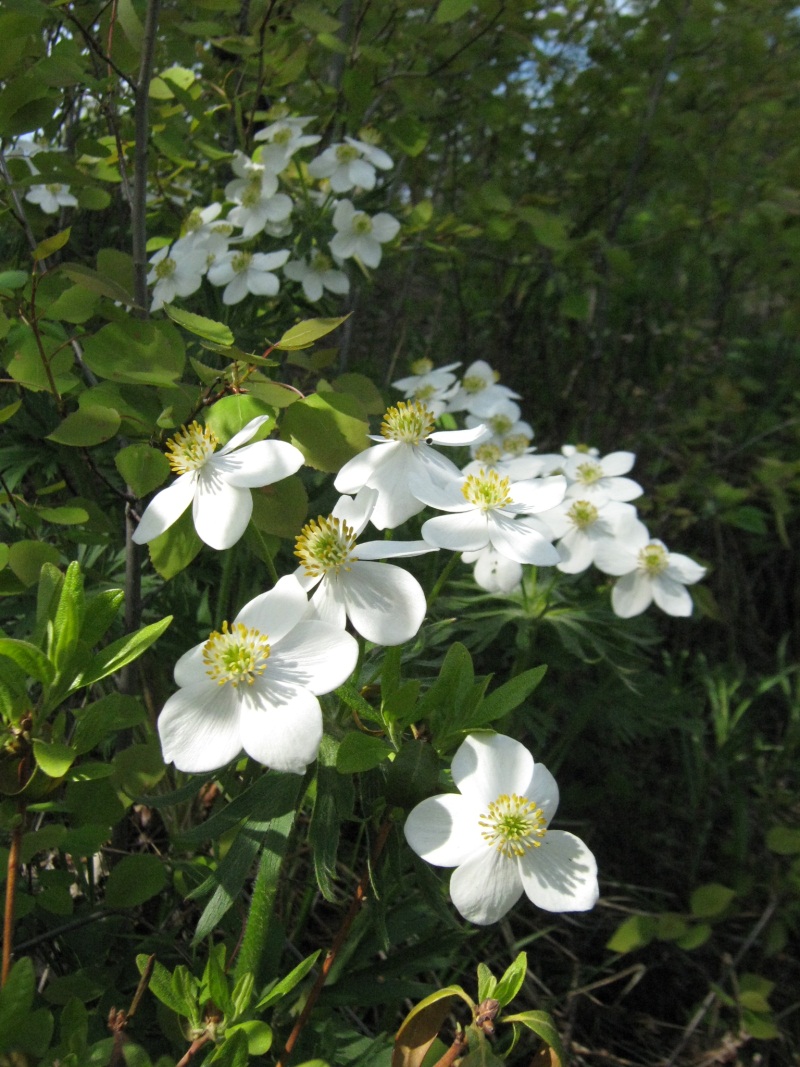 ��� ����������?