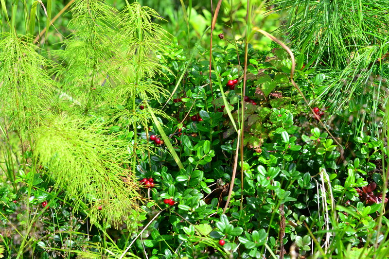 ��� ����