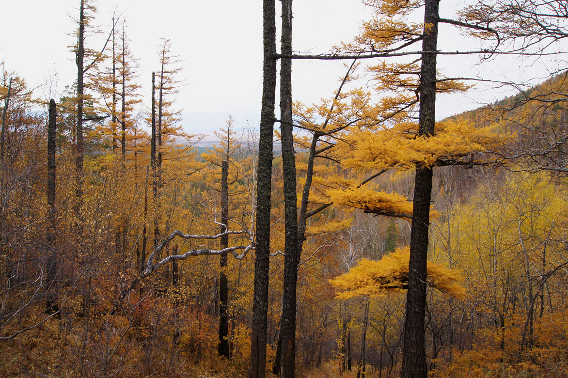 ��������� �����