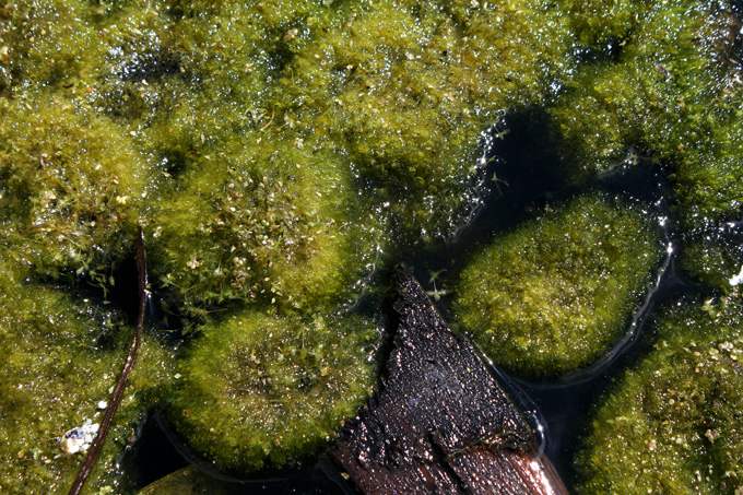 Vaucheria sessilis DC. f. sessilis