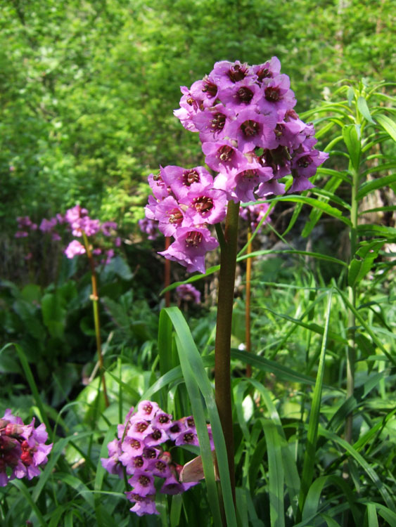 Скромный цветок