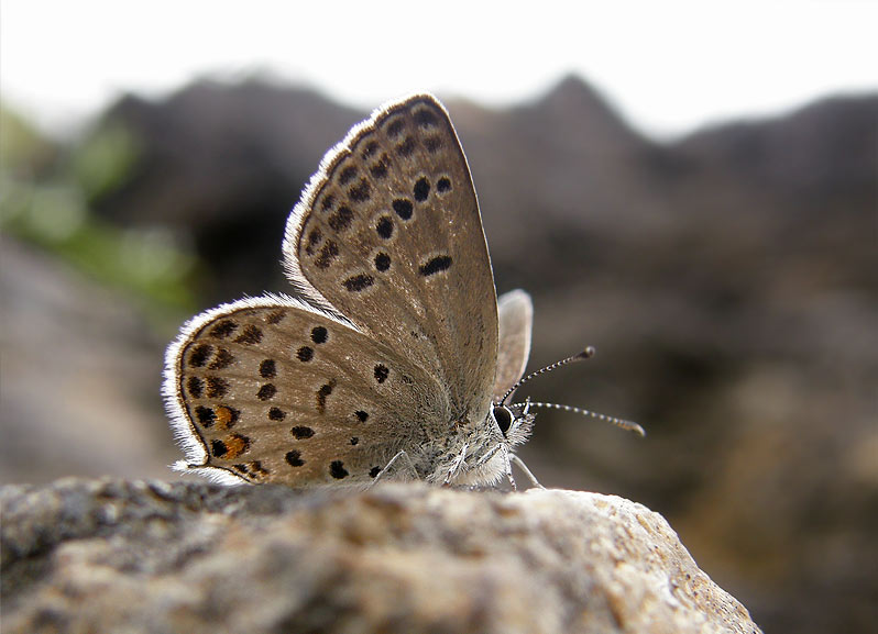 Tongeia fischeri
