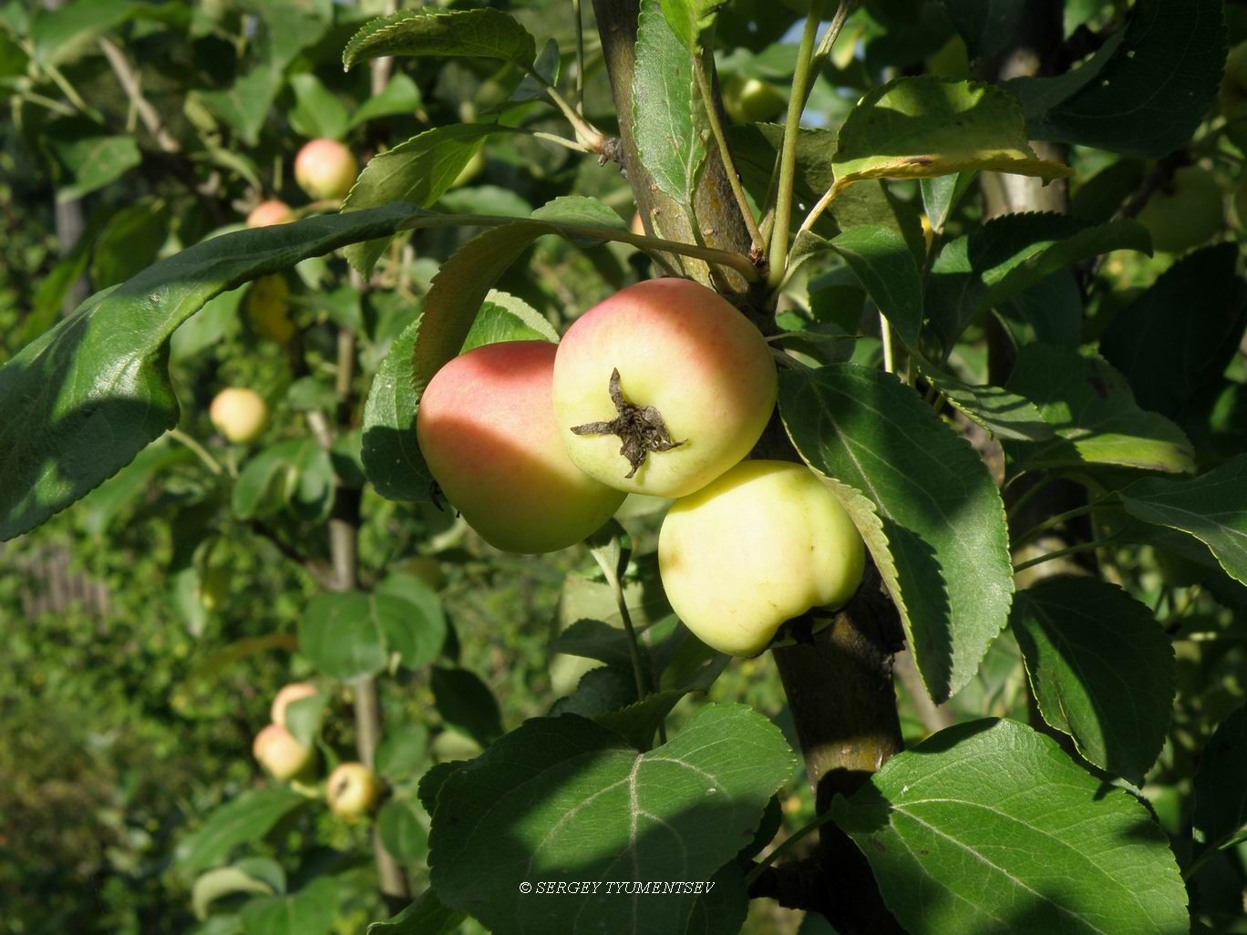 ...�������� ����...