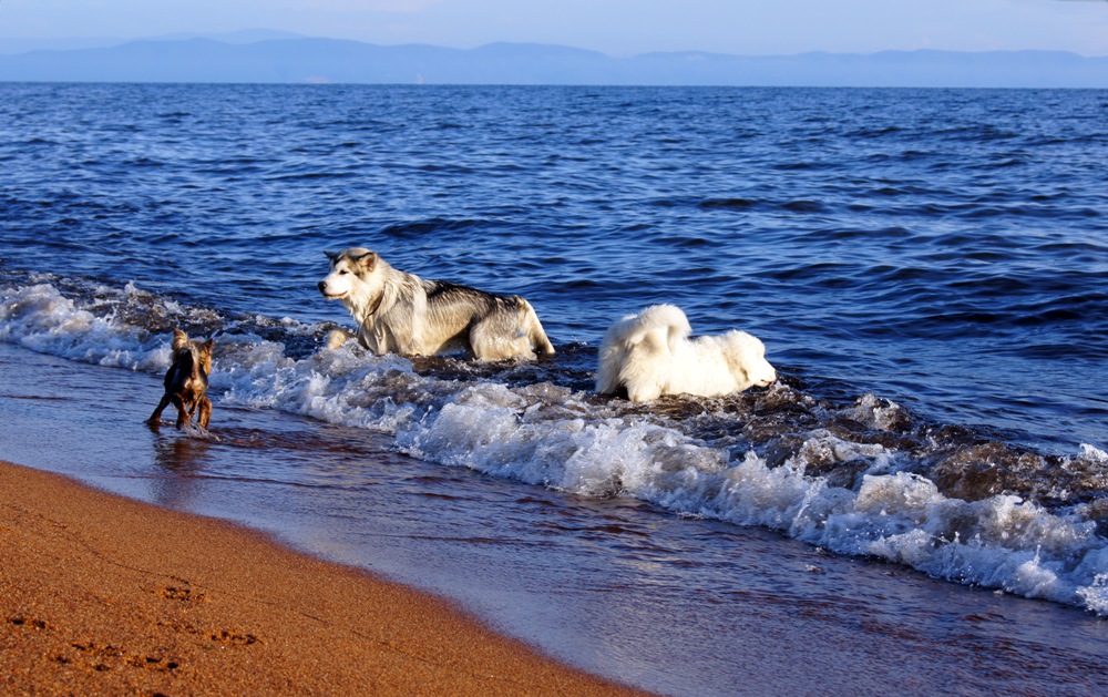 �� ������