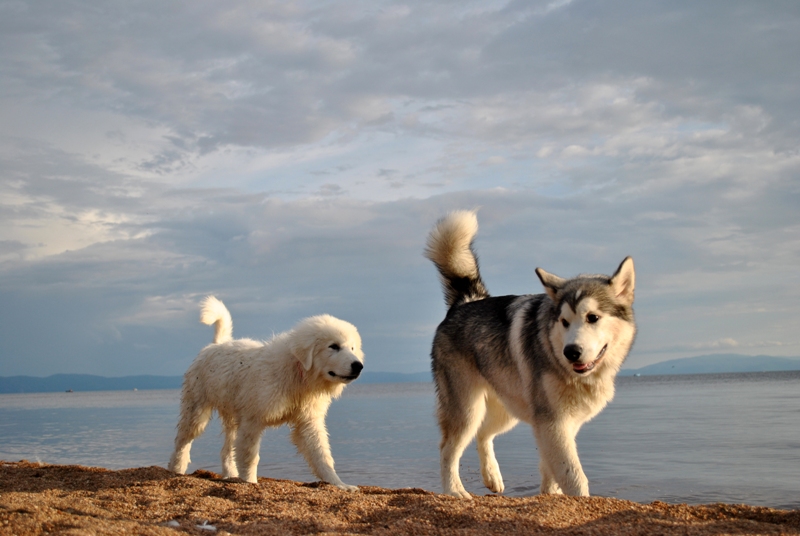 �����, ��� ������.....