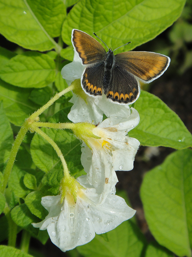  Umpria chinensis