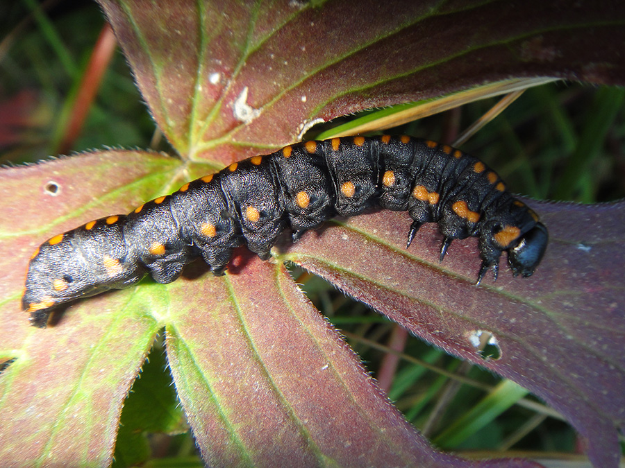    (Cucullia lucifuga)