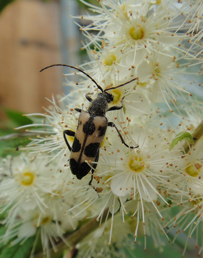  () Judolia parallelopipeda 