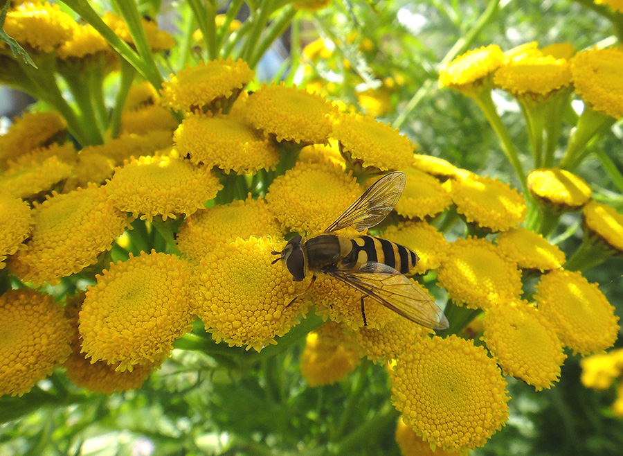  (Syrphus)