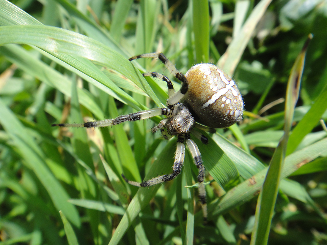 Крестовик четырехугольный (Araneus quadratus)