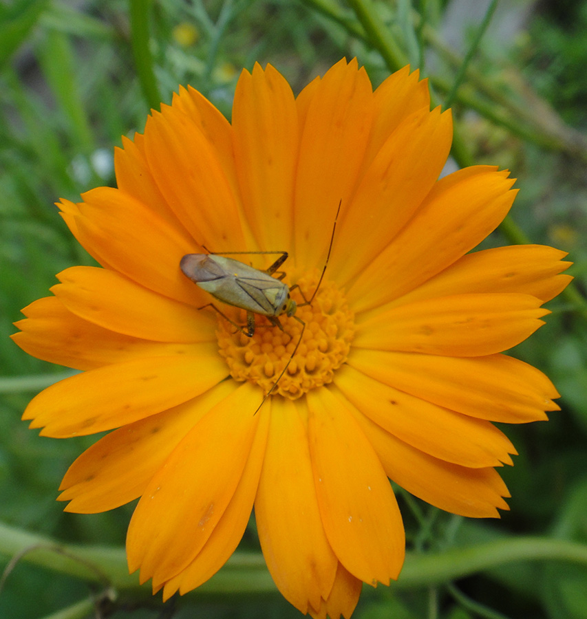  lineolatus  quadripunctatus