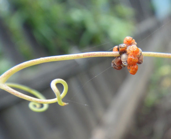   Eurydema