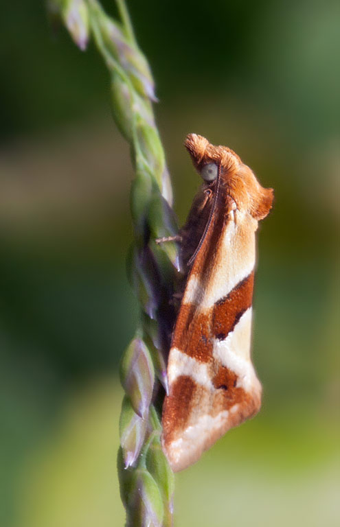 Aethes triangulana